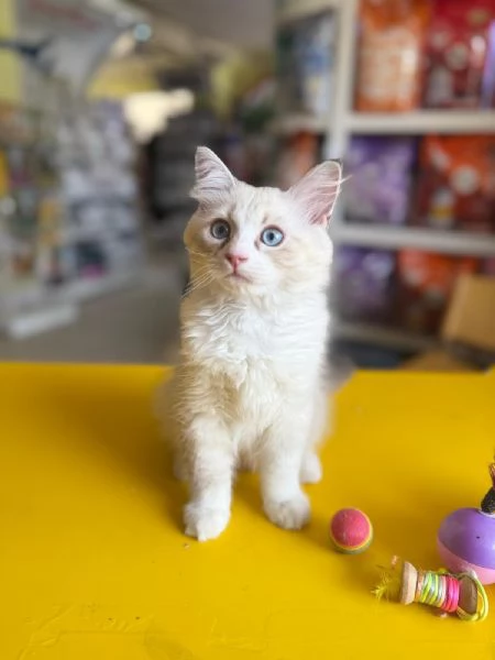 gattino siberiano | Foto 1