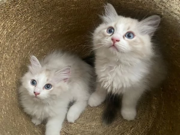 gattino siberiano | Foto 0