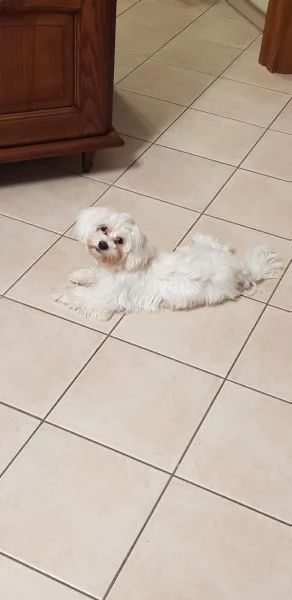 Vendo Maltese  | Foto 3