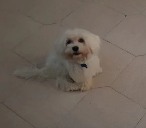 Vendo Maltese  | Foto 1