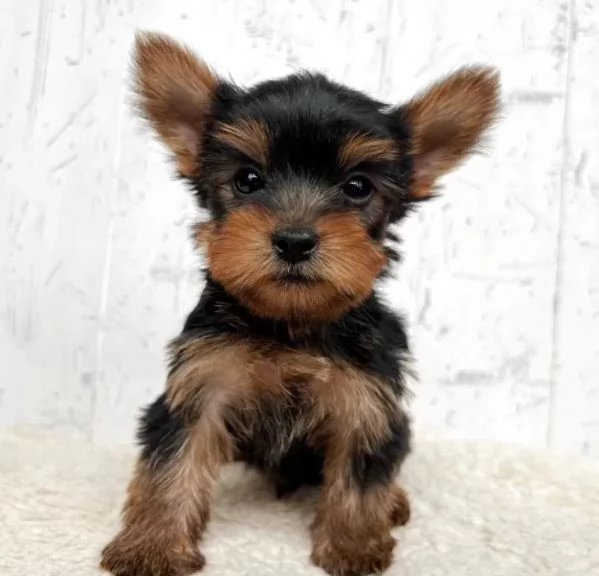 Cuccioli di Yorkie in adozione