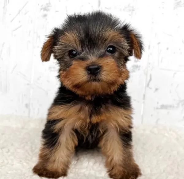 Cuccioli di Yorkie in adozione | Foto 0