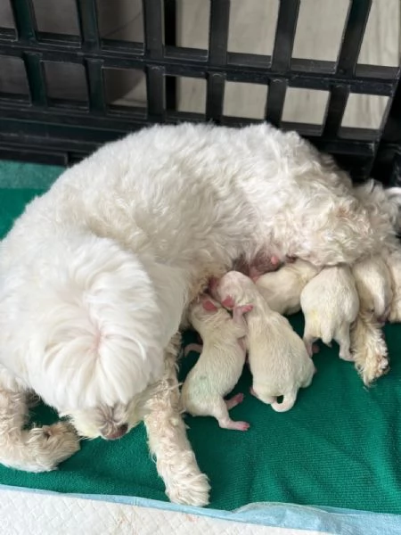 Cuccioli di Maltese Toy – 3 maschi e 1 femmina disponibili