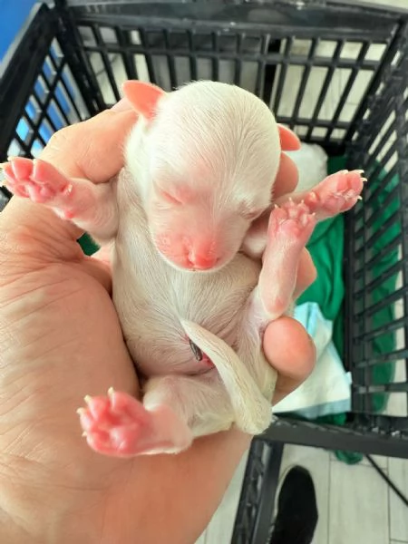 Cuccioli di Maltese Toy – 3 maschi e 1 femmina disponibili | Foto 4