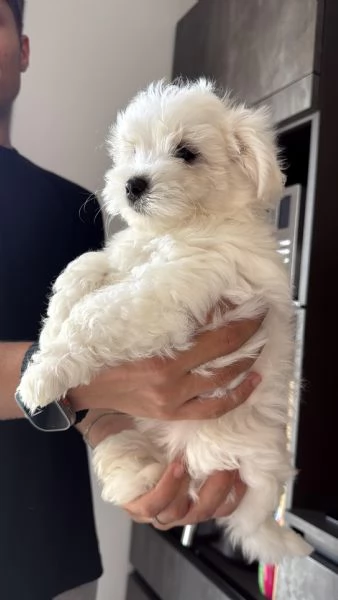 Cuccioli di Maltese Toy – 3 maschi e 1 femmina disponibili | Foto 3