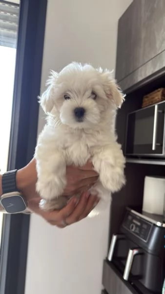 Cuccioli di Maltese Toy – 3 maschi e 1 femmina disponibili | Foto 2