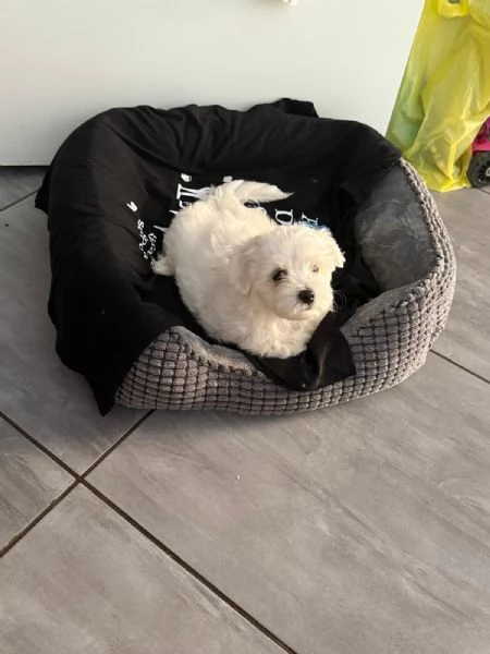 Cuccioli di Maltese Toy – 3 maschi e 1 femmina disponibili | Foto 1