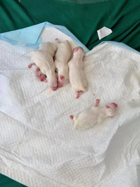 Cuccioli di Maltese Toy – 3 maschi e 1 femmina disponibili | Foto 0