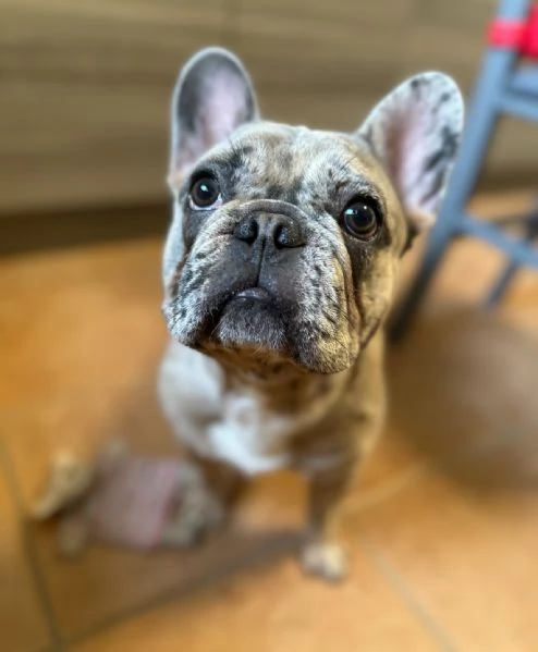 Bulldog merlè 