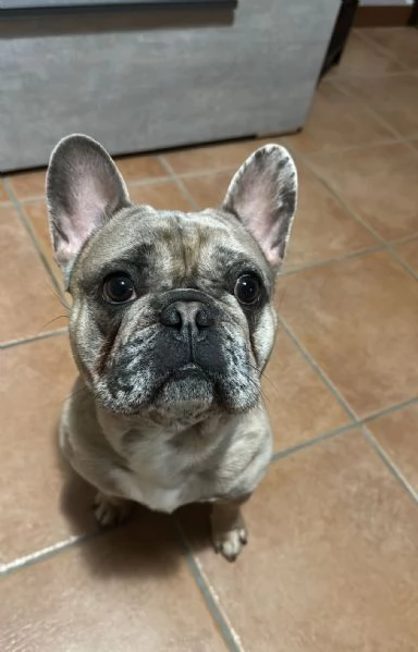 Bulldog merlè  | Foto 1
