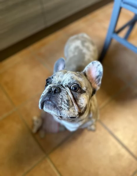 Bulldog merlè  | Foto 0