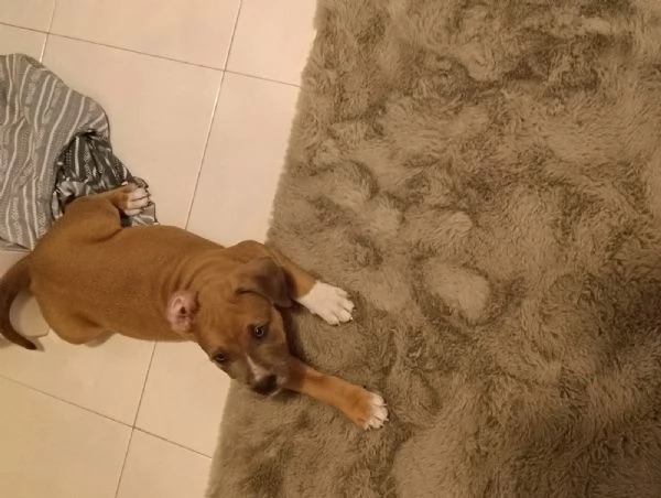 Cuccioli Amstaff  | Foto 6