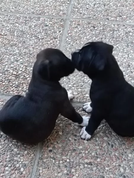 Cuccioli Amstaff  | Foto 5