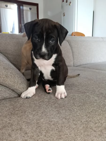 Cuccioli Amstaff  | Foto 4