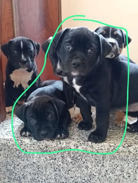 Cuccioli Amstaff  | Foto 3
