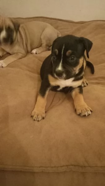 Cuccioli Amstaff  | Foto 2