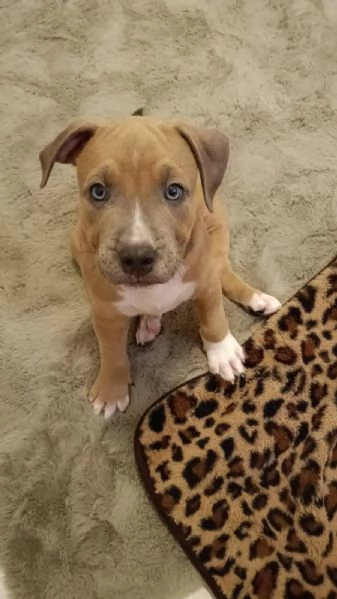 Cuccioli Amstaff  | Foto 1