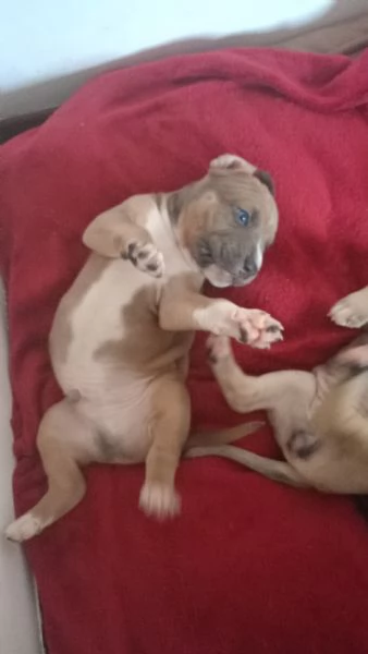 Cuccioli Amstaff  | Foto 0
