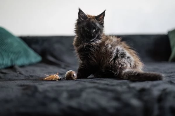 Femmina Maine Coon Black Smoke Pedigree WCF AFI alta genealogia