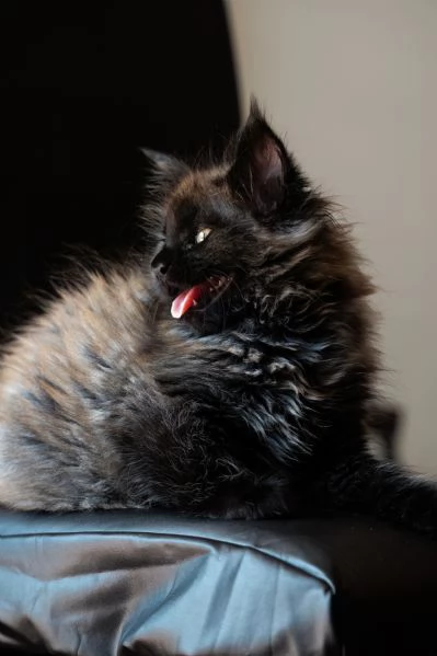 Femmina Maine Coon Black Smoke Pedigree WCF AFI alta genealogia | Foto 1