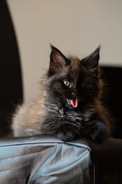 Femmina Maine Coon Black Smoke Pedigree WCF AFI alta genealogia | Foto 0