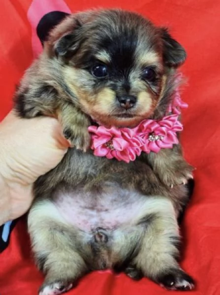 Cucciolo di Volpino Pomerania blu merle | Foto 1