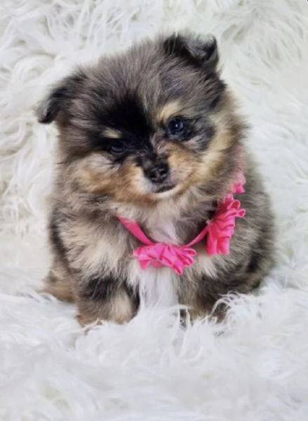 Cucciolo di Volpino Pomerania blu merle