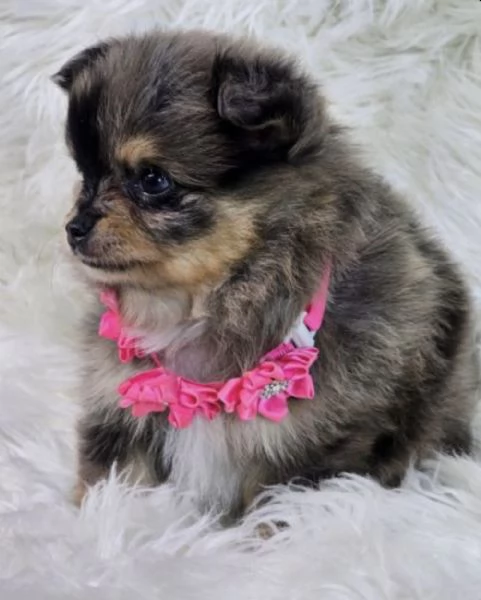 Cucciolo di Volpino Pomerania blu merle