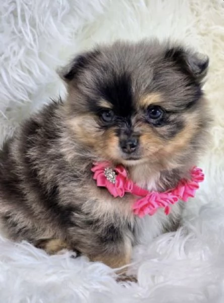 Cucciolo di Volpino Pomerania blu merle | Foto 1