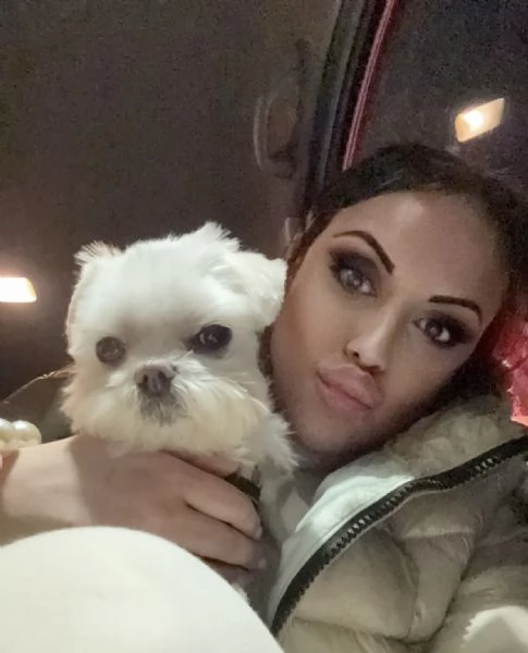 Cercasi Maltese coreano toy femmina