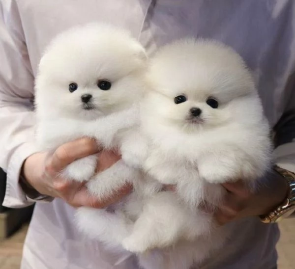 Splendidi cuccioli di Pomerania in cerca di adozione.