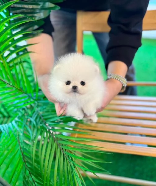 Splendidi cuccioli di Pomerania in cerca di adozione.