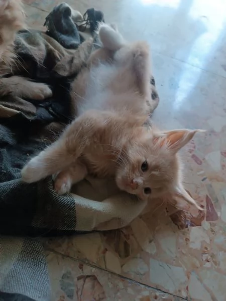 Cuccioli Maine Coon  | Foto 5