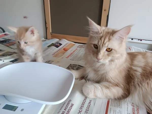 Cuccioli Maine Coon  | Foto 4