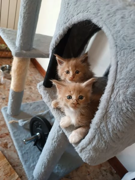 Cuccioli Maine Coon  | Foto 3