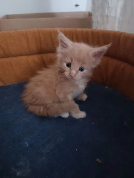 Cuccioli Maine Coon  | Foto 1