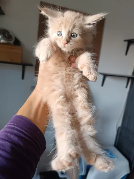 Cuccioli Maine Coon  | Foto 0
