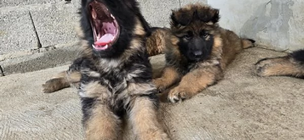 Cuccioli di Pastore Tedesco a Pelo Lungo | Foto 6