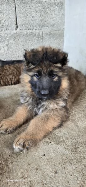 Cuccioli di Pastore Tedesco a Pelo Lungo | Foto 5