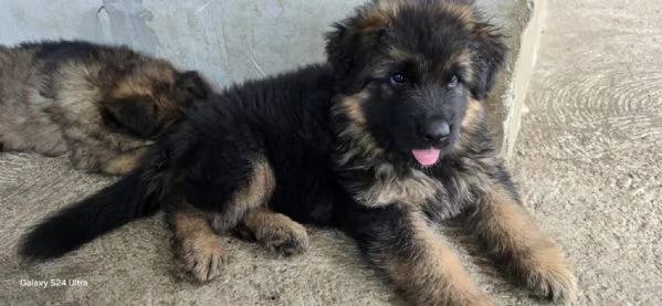 Cuccioli di Pastore Tedesco a Pelo Lungo | Foto 4