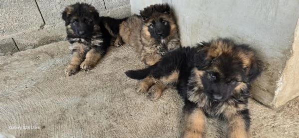 Cuccioli di Pastore Tedesco a Pelo Lungo | Foto 3