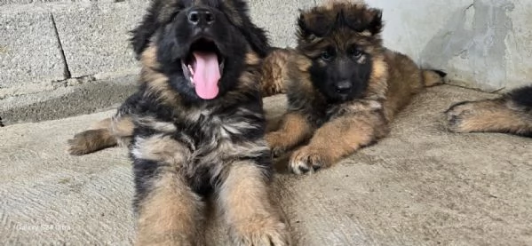 Cuccioli di Pastore Tedesco a Pelo Lungo