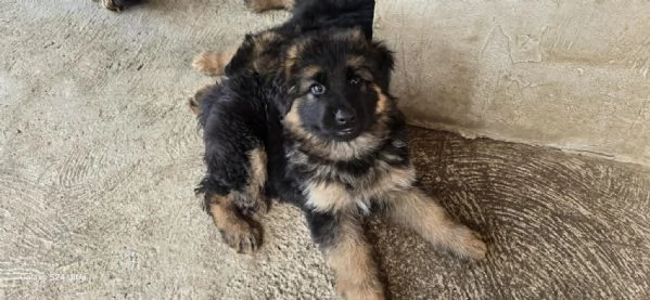 Cuccioli di Pastore Tedesco a Pelo Lungo | Foto 1