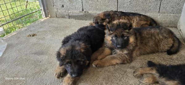 Cuccioli di Pastore Tedesco a Pelo Lungo | Foto 0