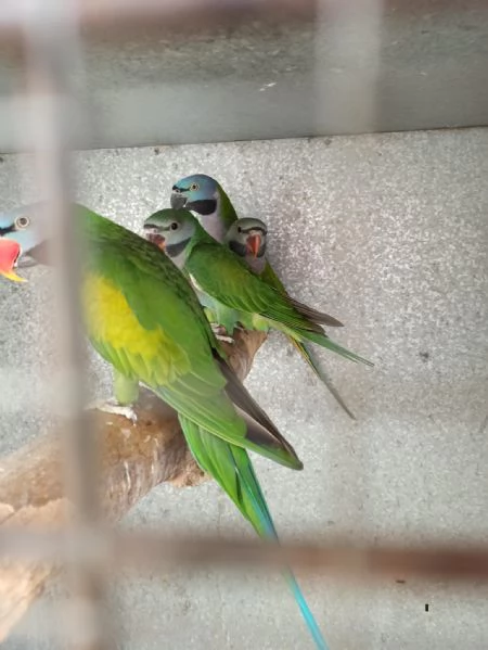 Novelli pappagallo derbiana