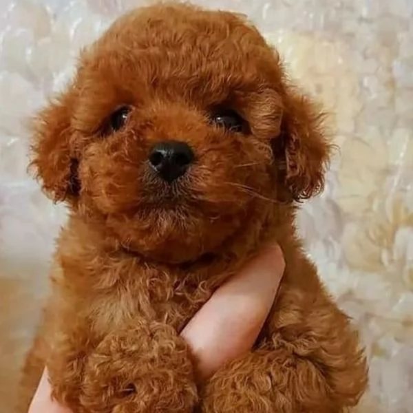 Cuccioli di Barboncino Toy – Maschi e Femmine, Dolcezza e Intelligenza!