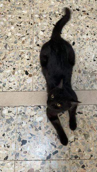 Cerco famiglia affettuosa per un gattino 