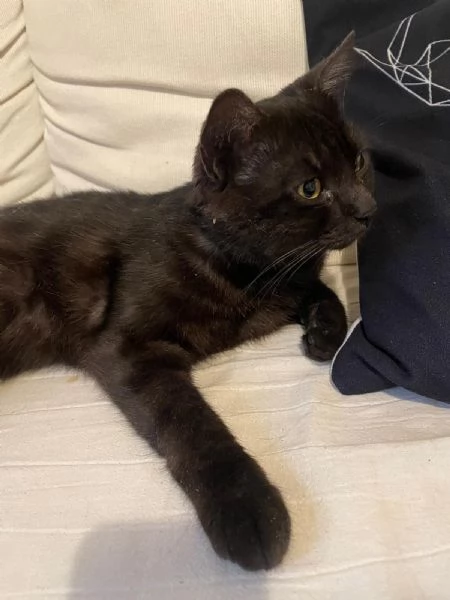 Cerco famiglia affettuosa per un gattino  | Foto 1