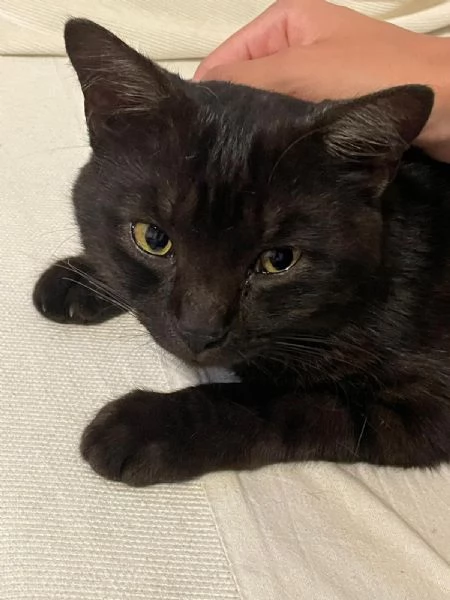 Cerco famiglia affettuosa per un gattino  | Foto 0