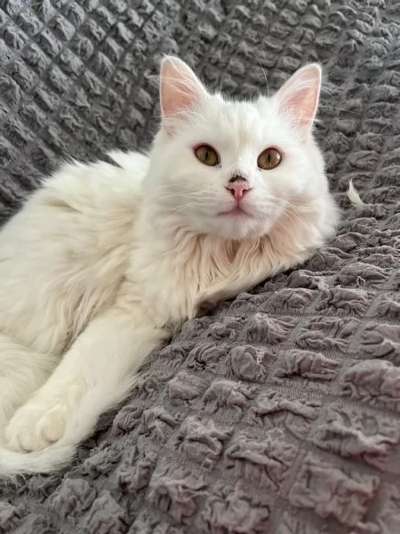 Voglio regalare un gatto 